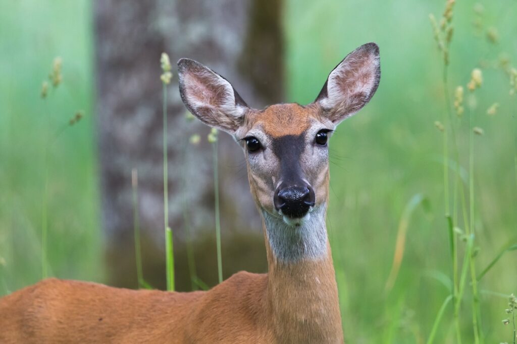Rafael Haarla, kuten kaikki kartanolla, kiintyi vuosien varrella suuresti kesyihin peuroihinsa. Kuukautta ennen kuolemaansa kauppaneuvos päätti päästää peurat vapauteen. Peurat olivat alusta saakka kiinnostaneet kovasti suomalaisia, joten peurojen vapauttamista 8. kesäkuuta 1934 seurasi useita median edustajia. Näin Aamulehden toimittaja kuvasi historiallista hetkeä: Eilen sattui kaikkia riistanystäviä ja metsämiehiä kiinnostava tapaus: Laukon kartanossa Vesilahdella nelisen vuotta hoidetut ja sinä aikana lisääntyneetkin virginialaiset valkohäntäpeurat päästettiin vapauteen. Puolenpäivän aikaan avasi peurojen innokas kasvattaja, kauppaneuvos Raf. Haarla peuratarhan portit, ja pian kirmasivat ketteräjalkaiset eläimet väliaikaisesta asuinpaikastaan metsien kätköihin. Monet kamerat oli tuona tavallaan historiallisena hetkenä suunnattu kohti vauhkoja peuroja, jotka yhtäkkiä huomasivat olevansa täydessä vapaudessa. Kukaan ei vielä tässä vaiheessa osannut varmasti sanoa, selviytyisivätkö valkohäntäpeurat vapaudessa. Peuroja pienestä pitäen hoitaneiden laukkolaisten iloksi vanhan tarhansa tuntumassa liikkunut peurakatras näytti selviytyvän hyvin. Peurojen kuulumisista yhä raportoivalle Sieväselle huolta aiheutti eniten se, etteivät tarhassa kesyyntyneet peurat osanneet varoa ilkivaltaisia ihmisiä. Suomen metsänhoitoyhdistyksen aikakauskirja valisti lukijoitaan: Nyt on alkanut kuulua sellaisia viestejä, että mainittuja peuroja tavalla ja toisella hätyytellään, saattaapa olla vaarassa niiden hengissä säilyminenkin. Ilman muuta tietenkin tahdomme itse hoivata kaikkea tällaista jaloa riistaa ja edesauttaa sen lisääntymistä metsissämme. Velvollisuutemme on myös valistaa niitä, jotka tahtovat tuhota tällaisia yrityksiä. Meidän on kaikkialla liikkuessamme teroitettava, että tällaiset eläimet ovat rauhoitettuja ja lisäksi sangen arvokkaita tulevaisuudessa maamme riistakannalle, joten jokaisen kansalaisen on myös Laukon peuroja suosittava ja varottava niille vahinkoa saattamasta, sekä mahdollisuuksien mukaan autettava niitä, jos huomaa niitä vaaran muodossa tahi toisessa uhkaavan. Muutamia vuosia sotien jälkeen riistanhoitosäätiö arveli Laukon peuroja olevan satakunta yksilöä, jotka liikkuivat 70–80 kilometrin säteellä vanhasta kotikartanostaan. Samanaikaisesti asiantuntijoita huolestutti peurojen kapea geeniperimä. Metsästäjäliiton puheenjohtaja Heikki Reenpää matkusti keväällä 1948 Amerikkaan tiedustelemaan, josko Suomen peurakantaan saataisiin lisäverta. Uudelleen muodostettu Minnesotan peurakomitea ryhtyi välittömästi tekemään järjestelyjä lisäpeurojen lähettämiseksi. Ensimmäisellä kerralla vaikeaksi osoittautuneen merimatkan takia päätettiin, että peurat matkustaisivat tällä kertaa lentokoneella. Kaksi ensimmäistä vasaa lensivät suuren mediakohun ympäröiminä marraskuussa 1948 New Yorkista Malmin lentokentälle. Viikissä vietetyn yön jälkeen peurat jatkoivat matkaansa pikajunan konduktöörinvaunussa Tampereelle, josta ne kuljetettiin autolla Laukkoon peuratarhaan. Loput neljä peuraa saapuivat samaa reittiä kartanolle joulun alla. Laukon uusien peurojen hyvinvointi kiinnosti suuresti suomalaisia. Lauri Haarla kertoo Suomen Kuvalehden haastattelussa, kuinka ainakin kuusikymmentä tuttua ja tuntematonta kansalaista oli soittanut hänelle tiedustellakseen, miten peurat olivat kartanolle kotiutuneet. Laukon isäntä, jolla suuryhtymän pääjohtajana oli muitakin kiireitä, oli jo ehtinyt hiukan hermostua vastaamaan ”kiitos kysymästä, peurat voivat oikein hyvin”. Itse asiassa kaikki peurat eivät voineet hyvin. Kolmesta urosvasasta kaksi kuoli muutaman kuukauden kuluttua Laukon peuratarhassa. Jäljelle jäänyt uros ja kolme naarasta vapautettiin huhtikuussa 1949 Laukon metsiin etsimään lajitovereitaan. Koko Suomen nykyinen yli 300 000 yksilön peurakanta polveutuu kahdeksasta Laukon peuratarhassa 1930–1940-luvuilla kasvaneesta peuranvasasta.