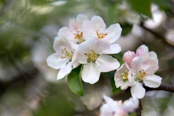 äitienpäivälounas laukon kartano ravintola vesilahti tampere pirkanmaa